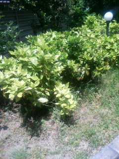 f:id:F-name:20080430123711j:image