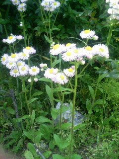 f:id:F-name:20080430125402j:image