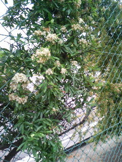 f:id:F-name:20080519082033j:image
