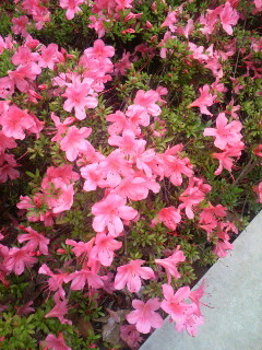f:id:F-name:20080526061400j:image