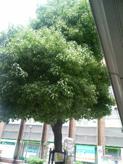 f:id:F-name:20080601101608j:image