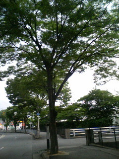 f:id:F-name:20080604061342j:image