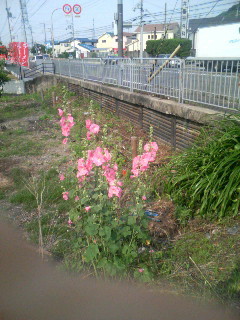 f:id:F-name:20080607075849j:image
