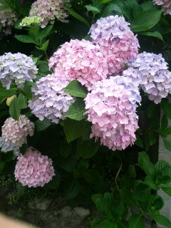f:id:F-name:20080610061440j:image