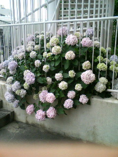 f:id:F-name:20080611144102j:image