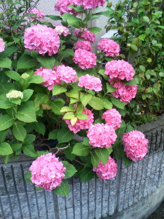f:id:F-name:20080616061716j:image