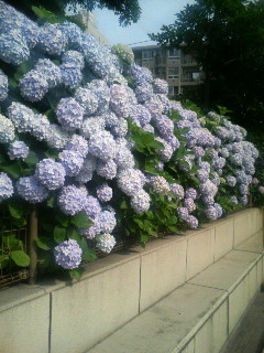 f:id:F-name:20080617081321j:image