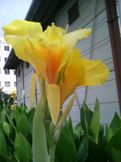 f:id:F-name:20080625083250j:image