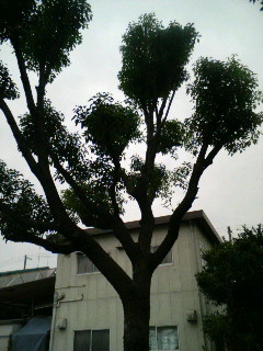 f:id:F-name:20080625123912j:image