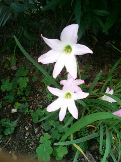 f:id:F-name:20080626085213j:image