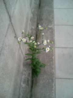 f:id:F-name:20080711083906j:image