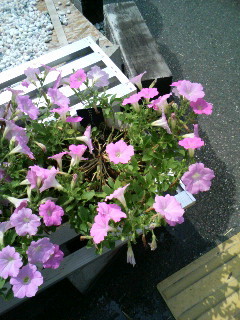 f:id:F-name:20080721102210j:image