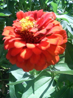 f:id:F-name:20080724105934j:image