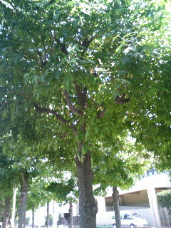 f:id:F-name:20080909123228j:image