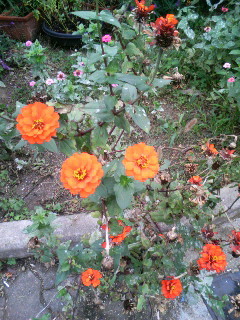 f:id:F-name:20081111104821j:image