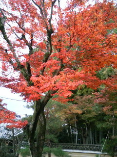 f:id:F-name:20081128105720j:image