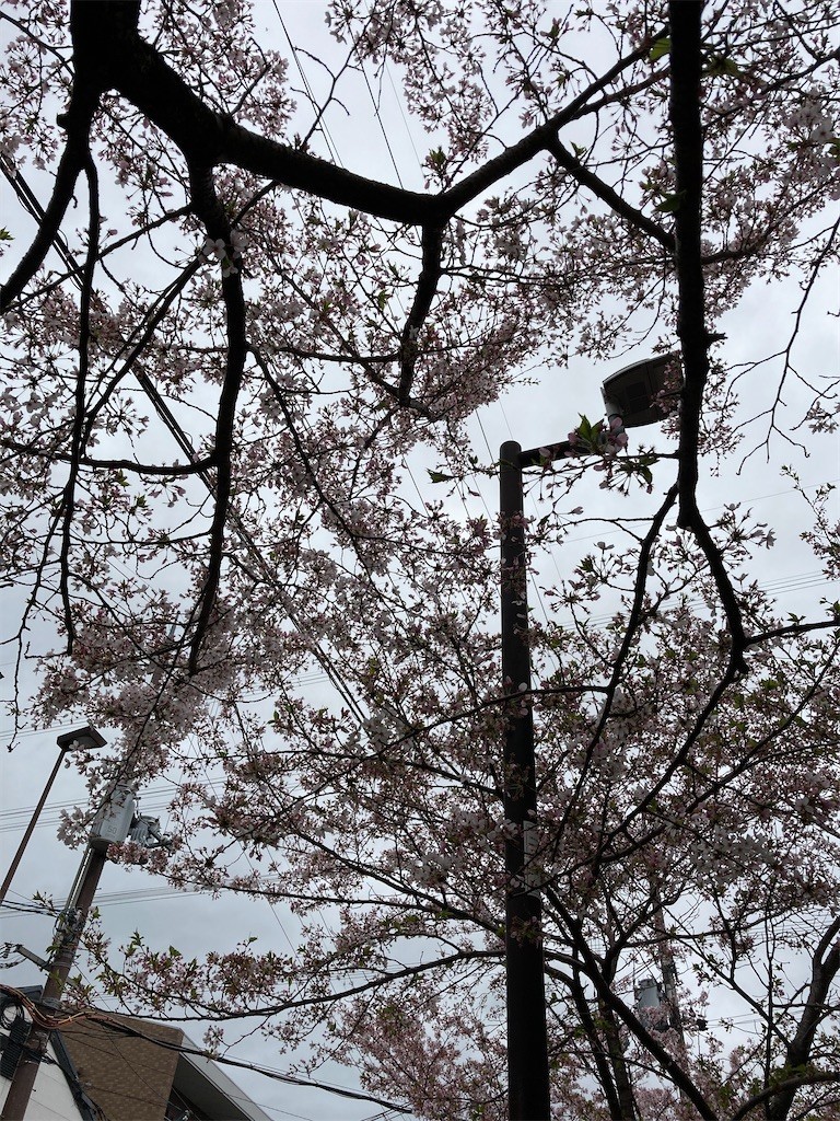 f:id:F-name:20210403150941j:image