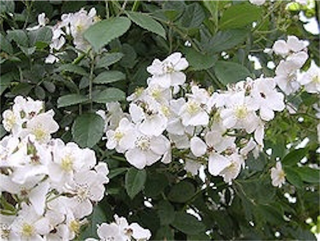 f:id:F-name:20221225040257j:image