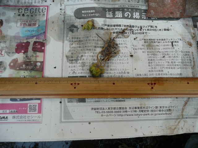 イメージ 5