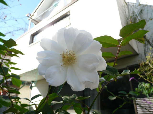 イメージ 2