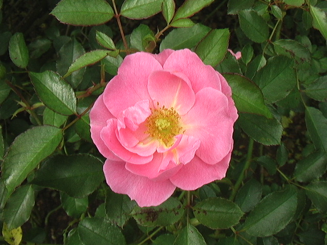 イメージ 2