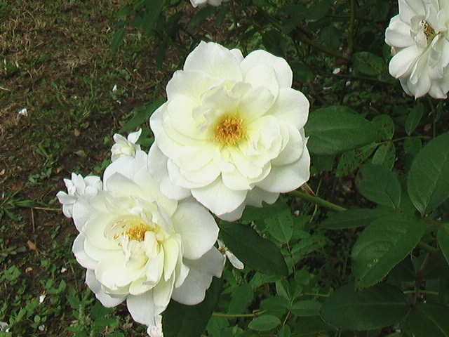 イメージ 3