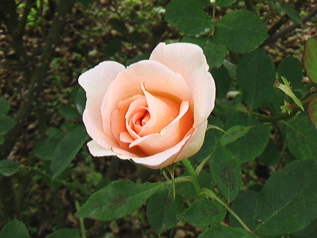 イメージ 2