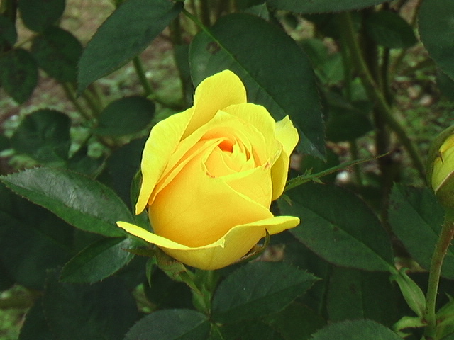 イメージ 3