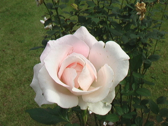 イメージ 3