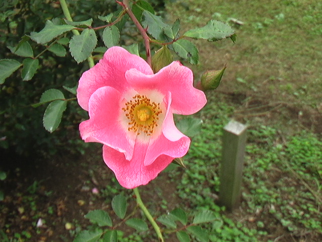 イメージ 4