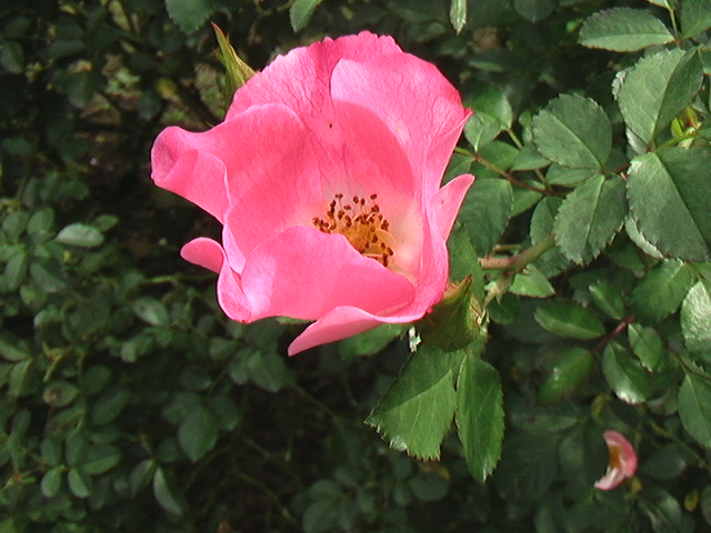 イメージ 5