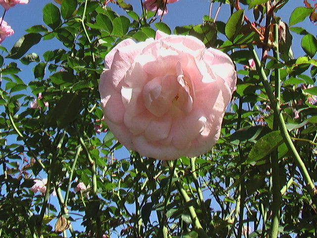 イメージ 2
