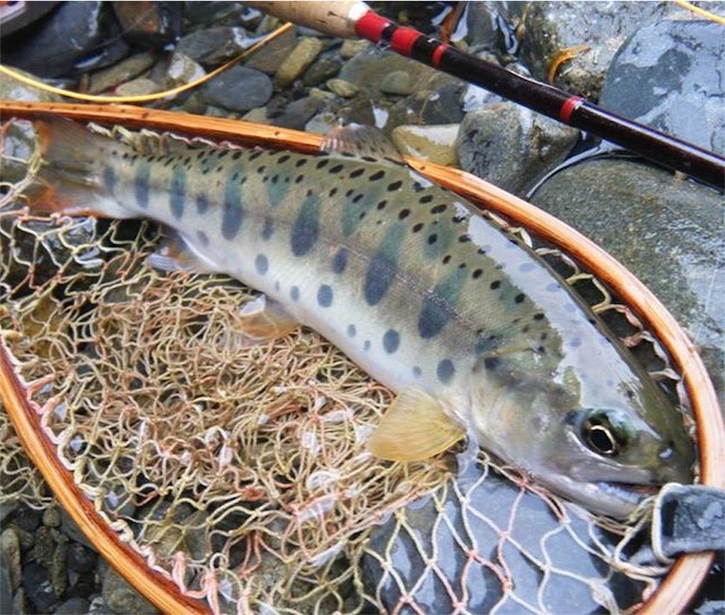 f:id:FFman_taku:20170611214901j:image