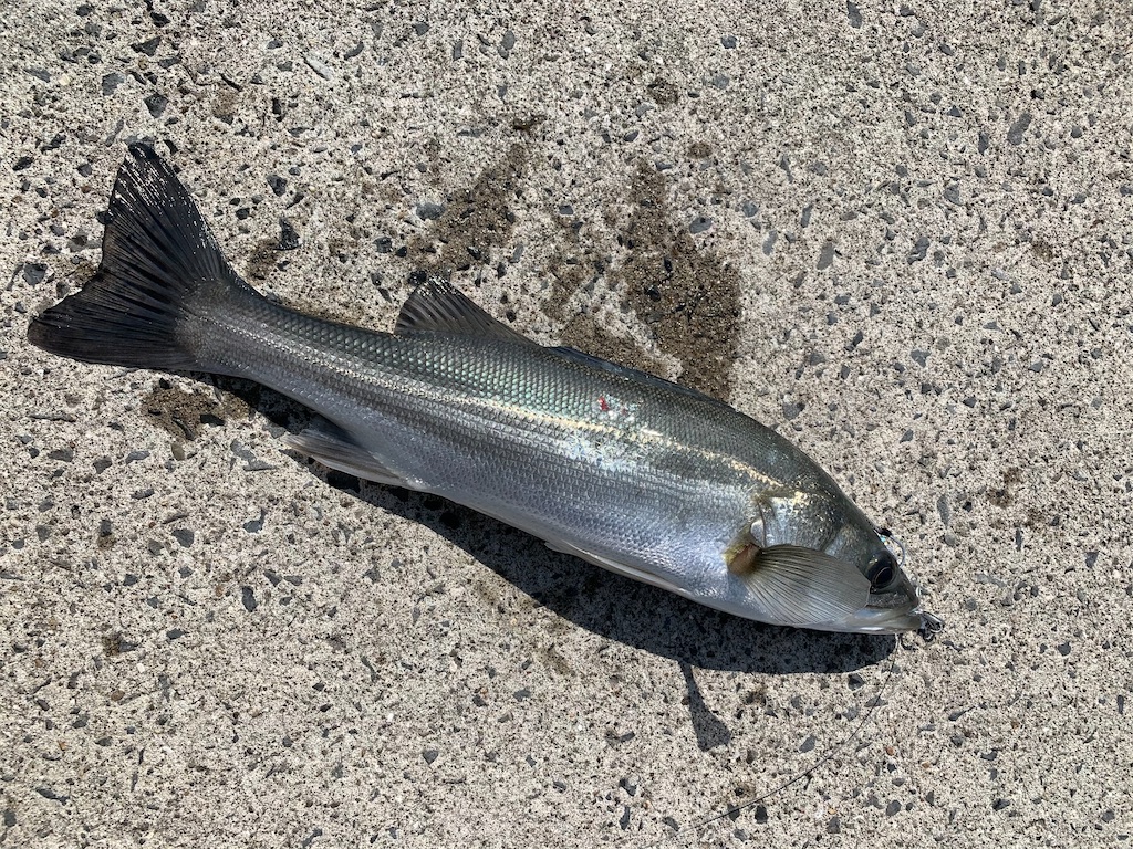 f:id:FFman_taku:20210220182203j:image f:id:FFman_taku:20210220182203j:image