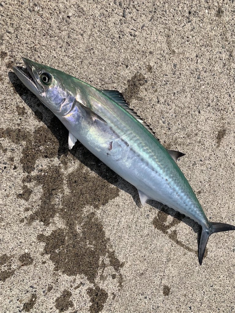 f:id:FFman_taku:20210220182207j:image f:id:FFman_taku:20210220182207j:image