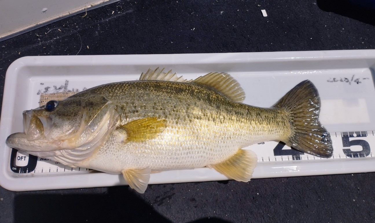 f:id:FIRE5000en:20240514173110j:image