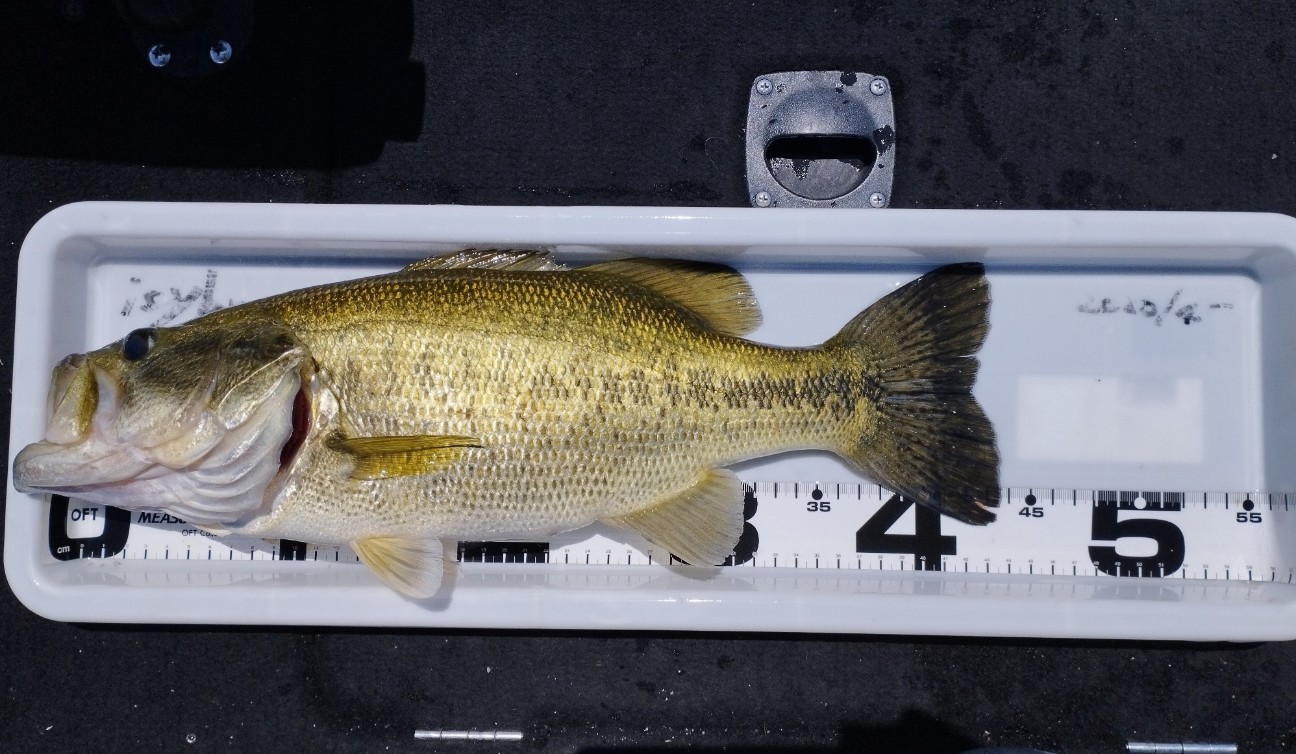 f:id:FIRE5000en:20240514173129j:image