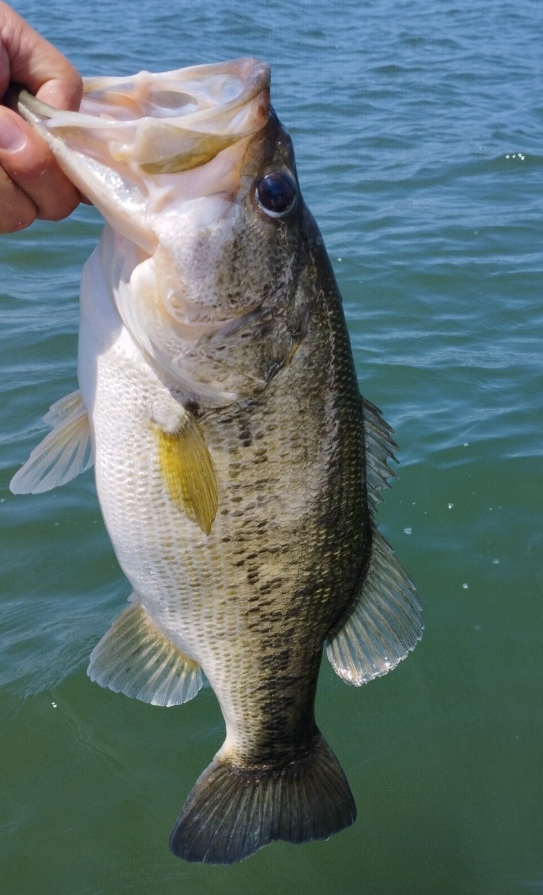 f:id:FIRE5000en:20240514173158j:image