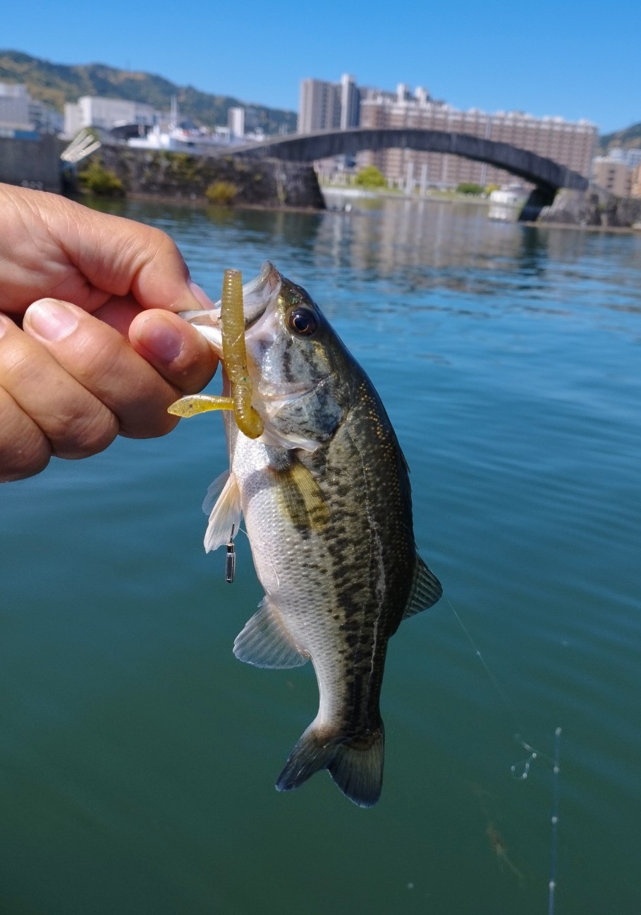 f:id:FIRE5000en:20240514173213j:image