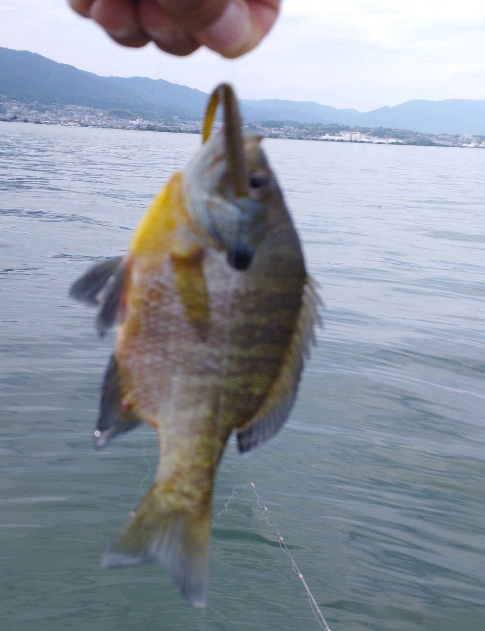 f:id:FIRE5000en:20250606173727j:image