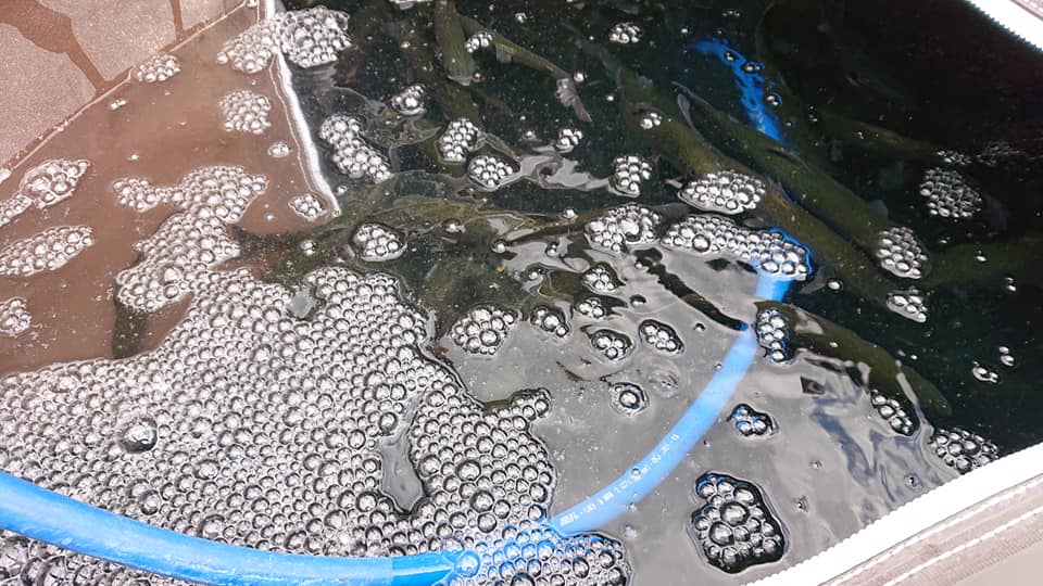 f:id:FLFC:20200517134741j:plain