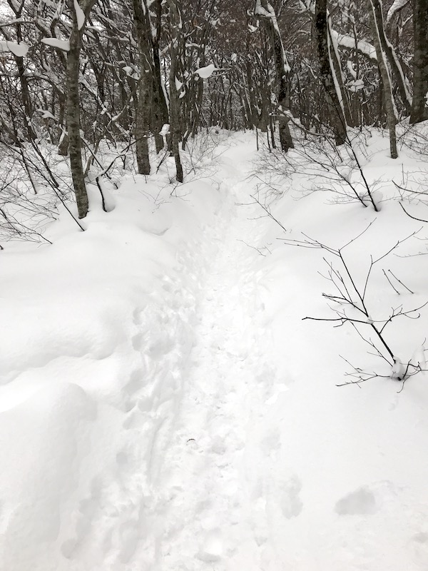 f:id:FMK21920:20190102183618j:plain f:id:FMK21920:20190102183618j:plain