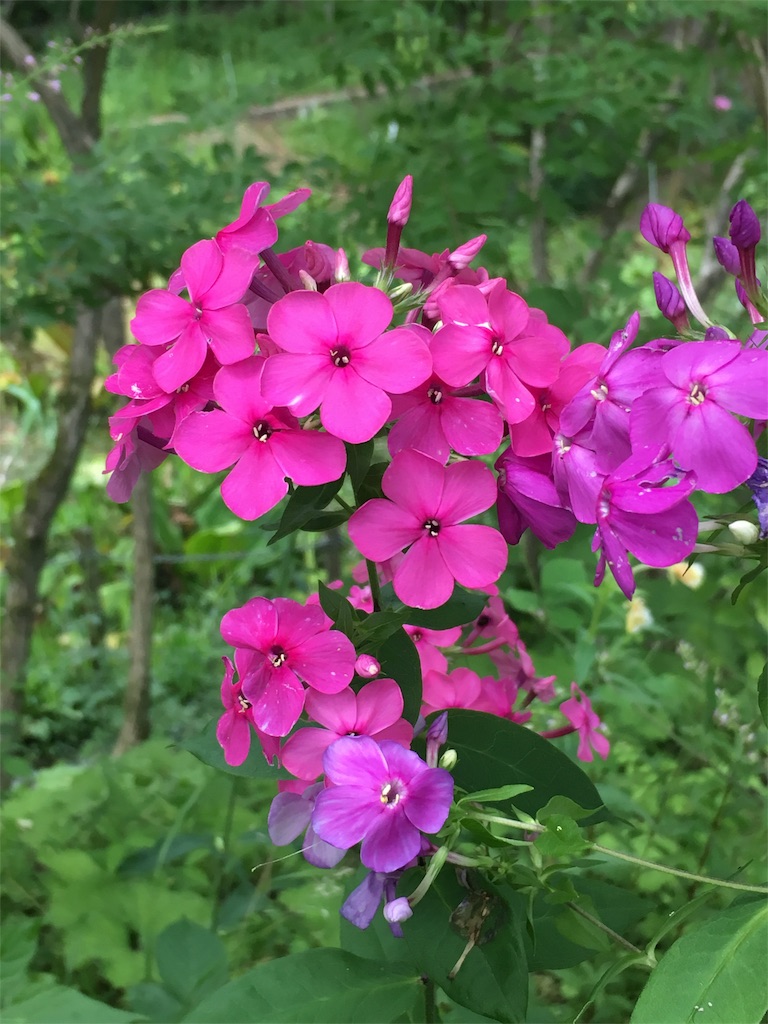 f:id:FOOCA:20170819202936j:image
