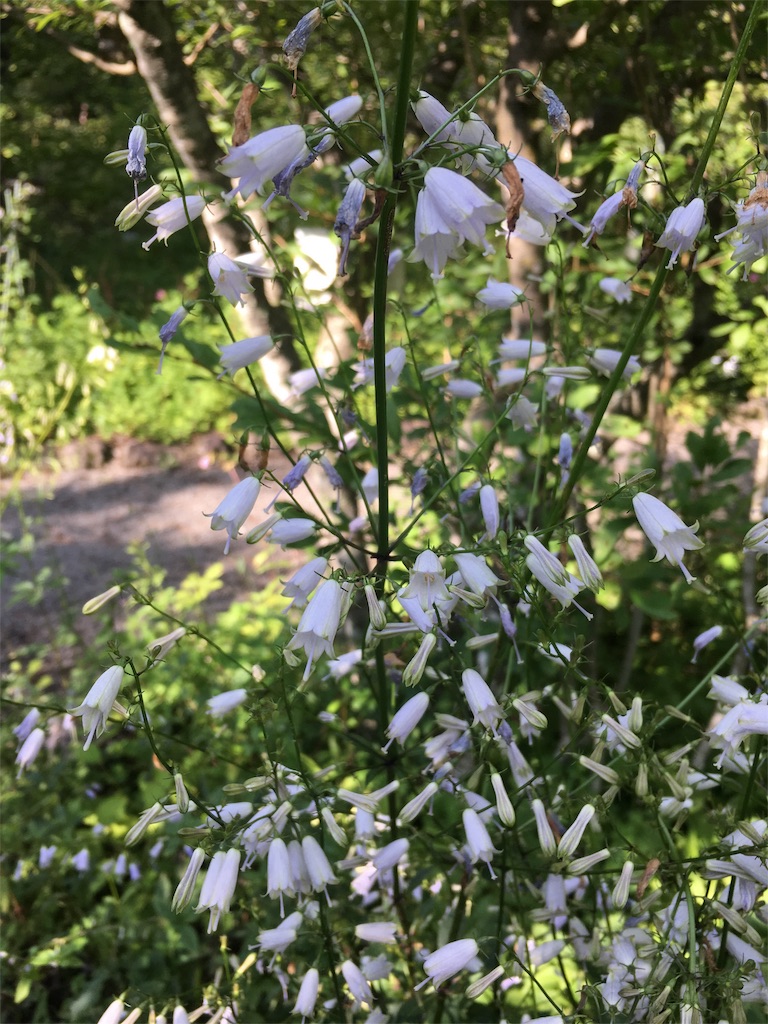 f:id:FOOCA:20170819203023j:image