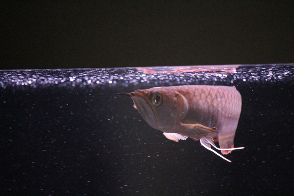 サラリーマンが始める古代魚飼育 ブラックアロワナ