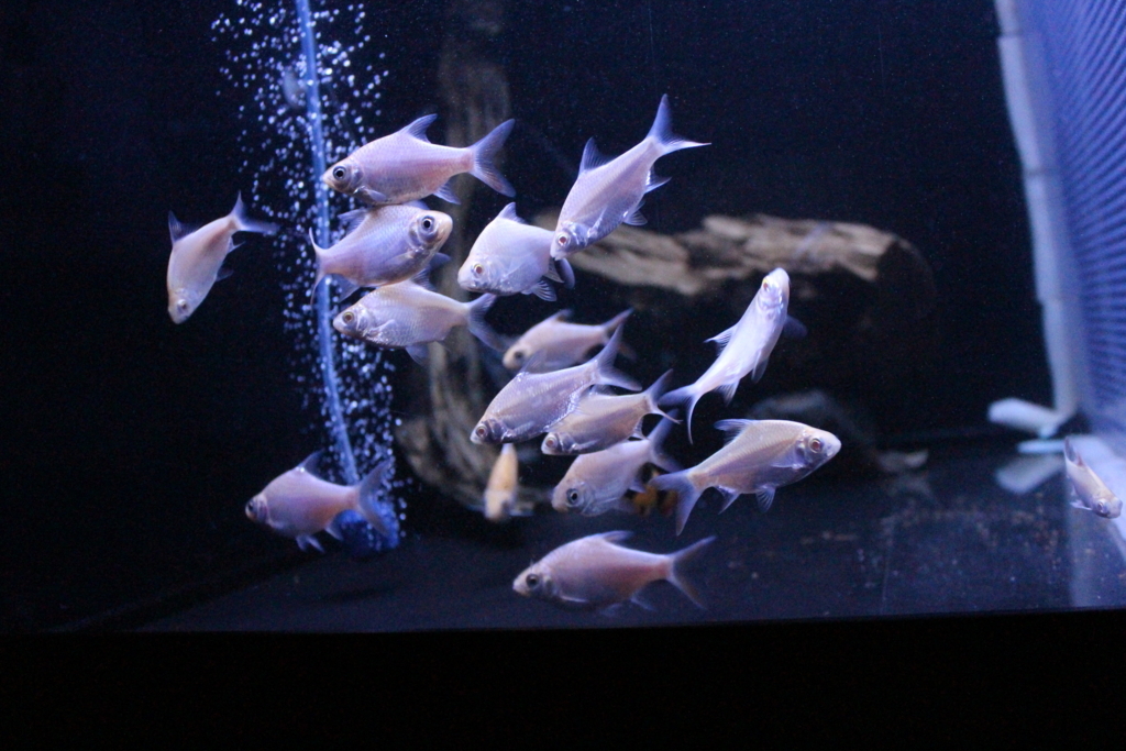 アウトレット品 金魚 小赤 100匹 大型魚 熱帯魚 古代魚 アロワナ ポリプテルス ダトニオ アクアリウムストアレスト Qdtek Vn アウトレット品 金魚 小赤 100匹 大型魚 熱帯魚 古代魚 アロワナ ポリプテルス ダトニオ アクアリウムストアレスト Qdtek Vn