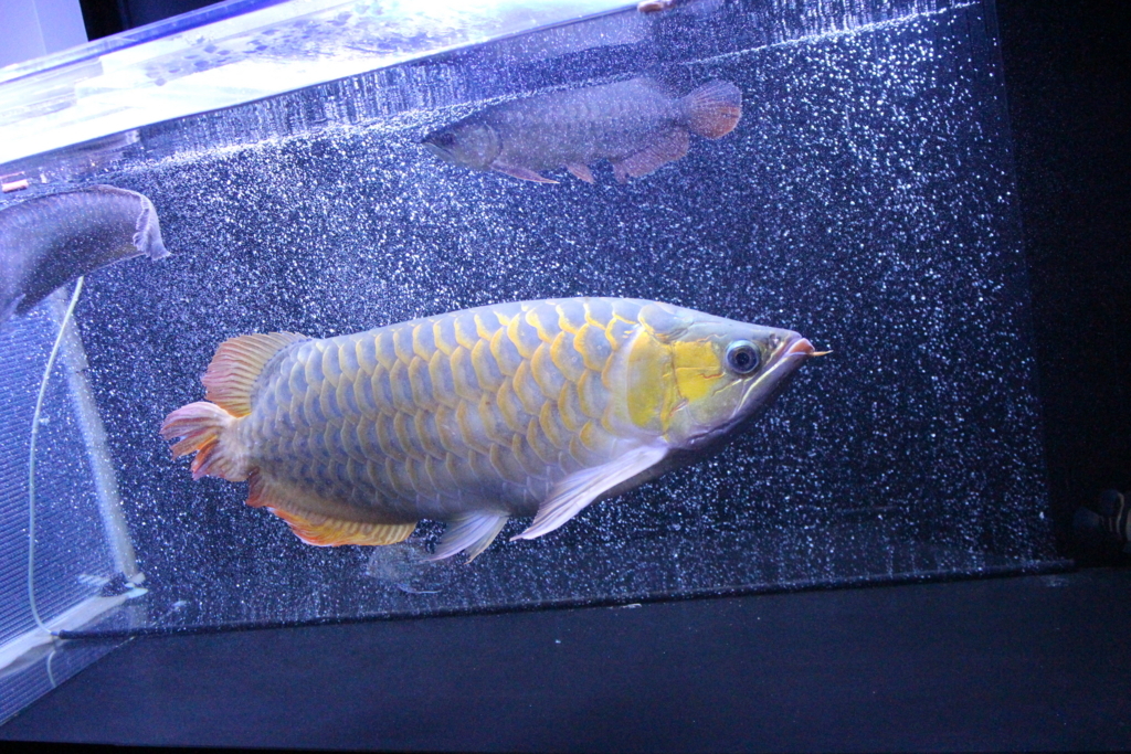 アロワナ LEDライト 120㎝水槽用 マジックアロワナ LED 120