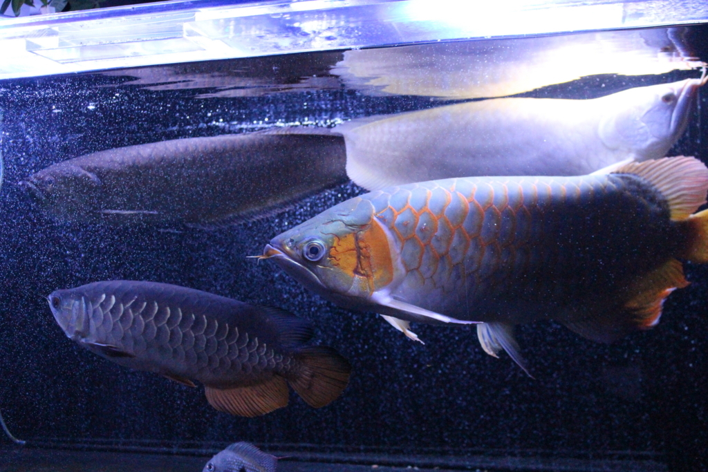 久々の投稿♪ - サラリーマンが始める古代魚飼育~ブラックアロワナ~