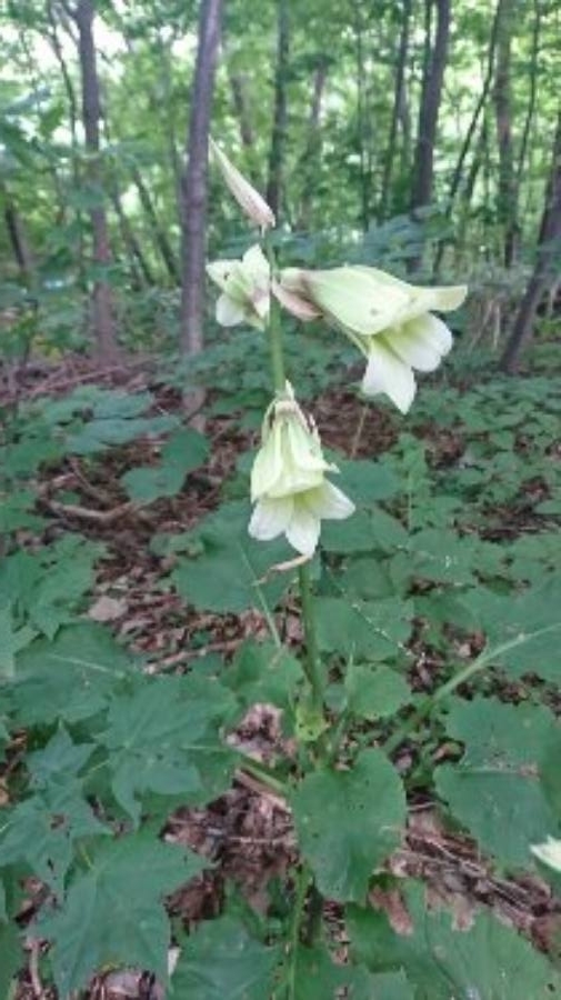 f:id:FST2:20200719214200j:plain