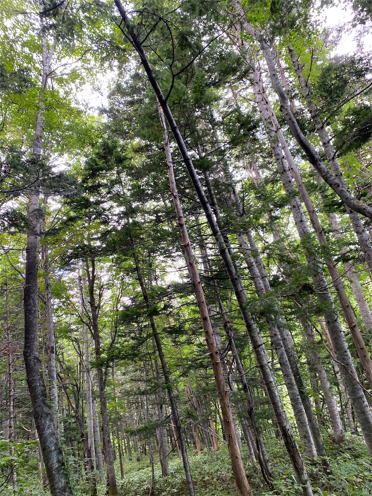 f:id:FST2:20200906195938j:image f:id:FST2:20200906195938j:image